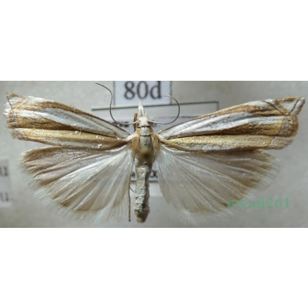 Crambus pascuella (Linnaeus, 1758) Wachlarzyk pastwiskowy Czech80d